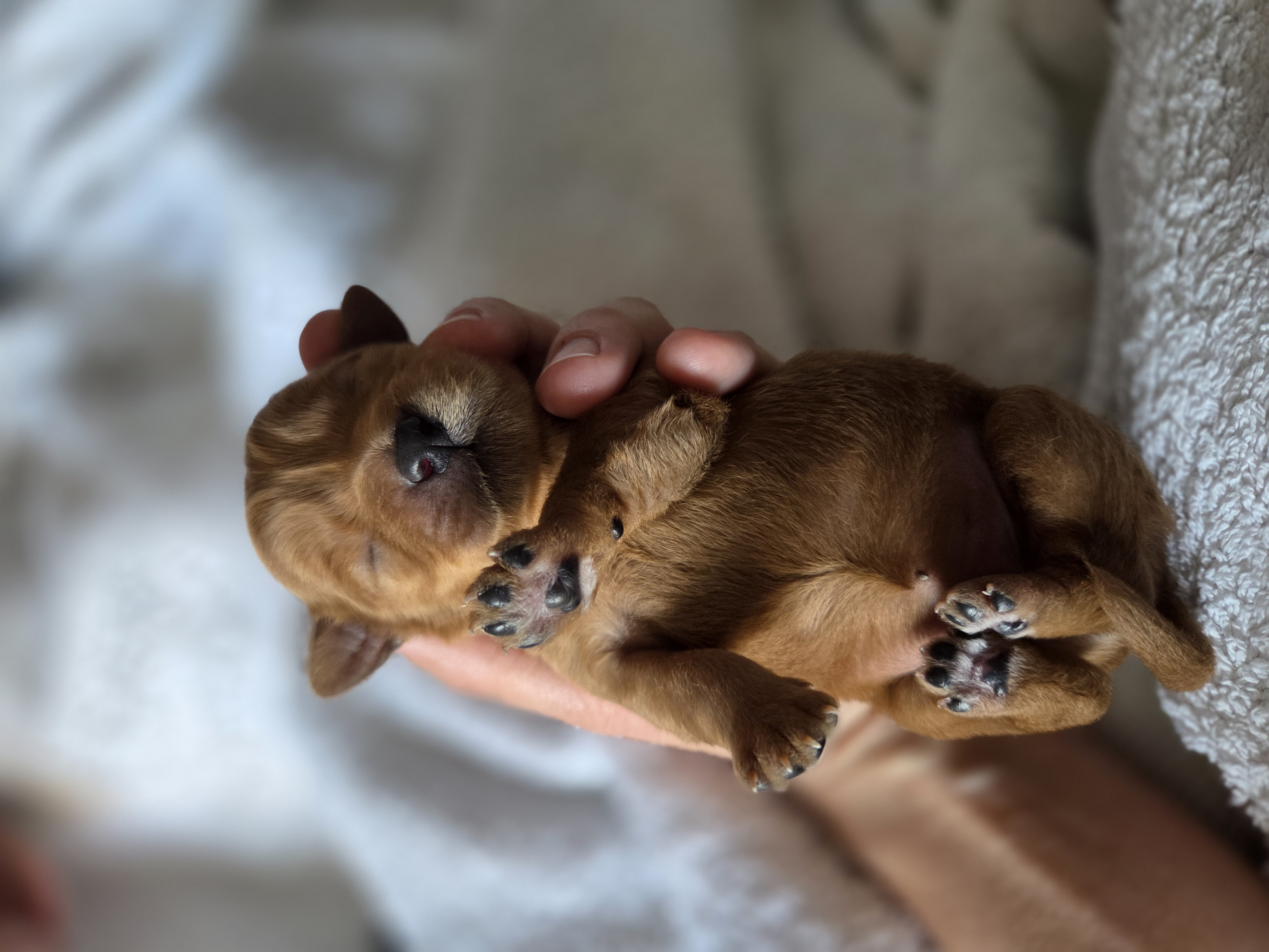 Pup