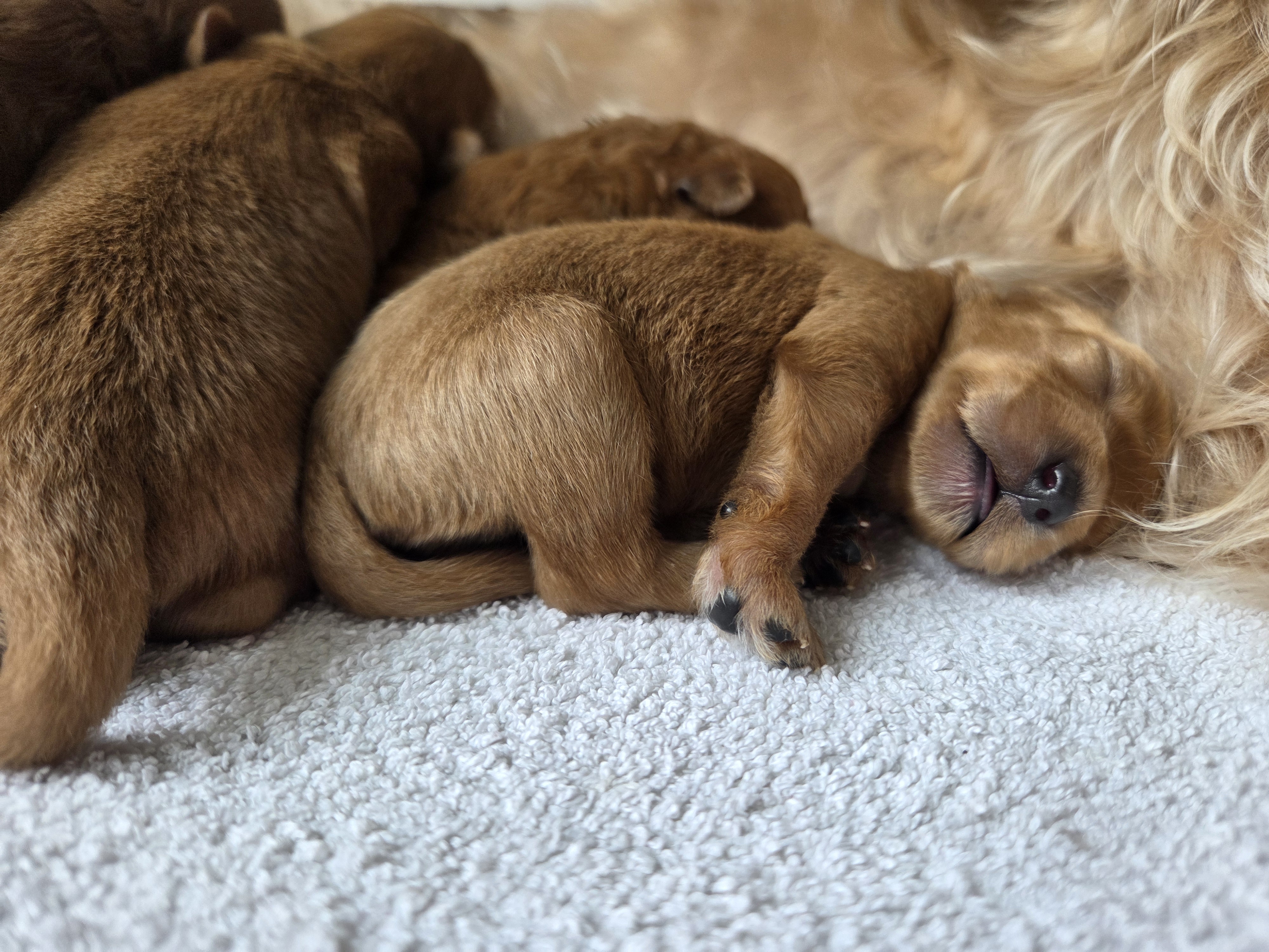 Pup