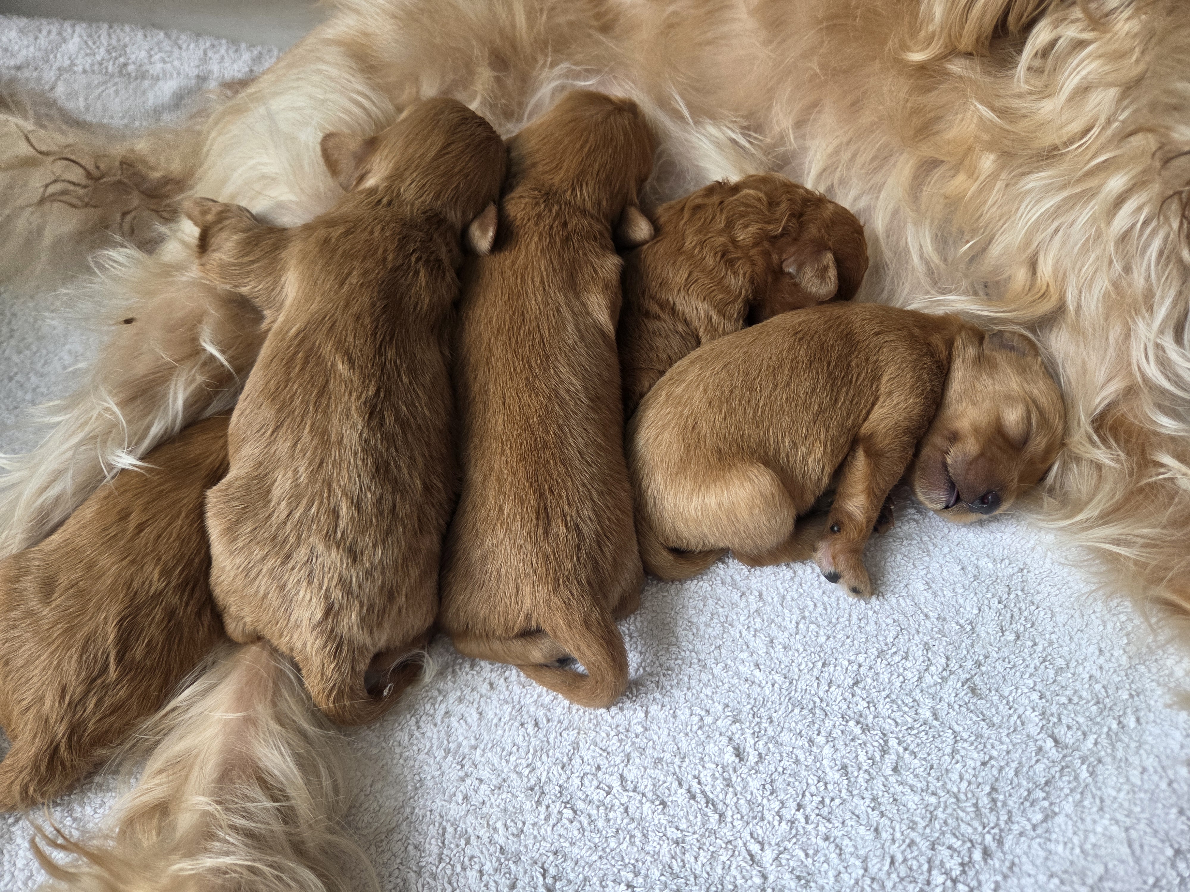 Pup