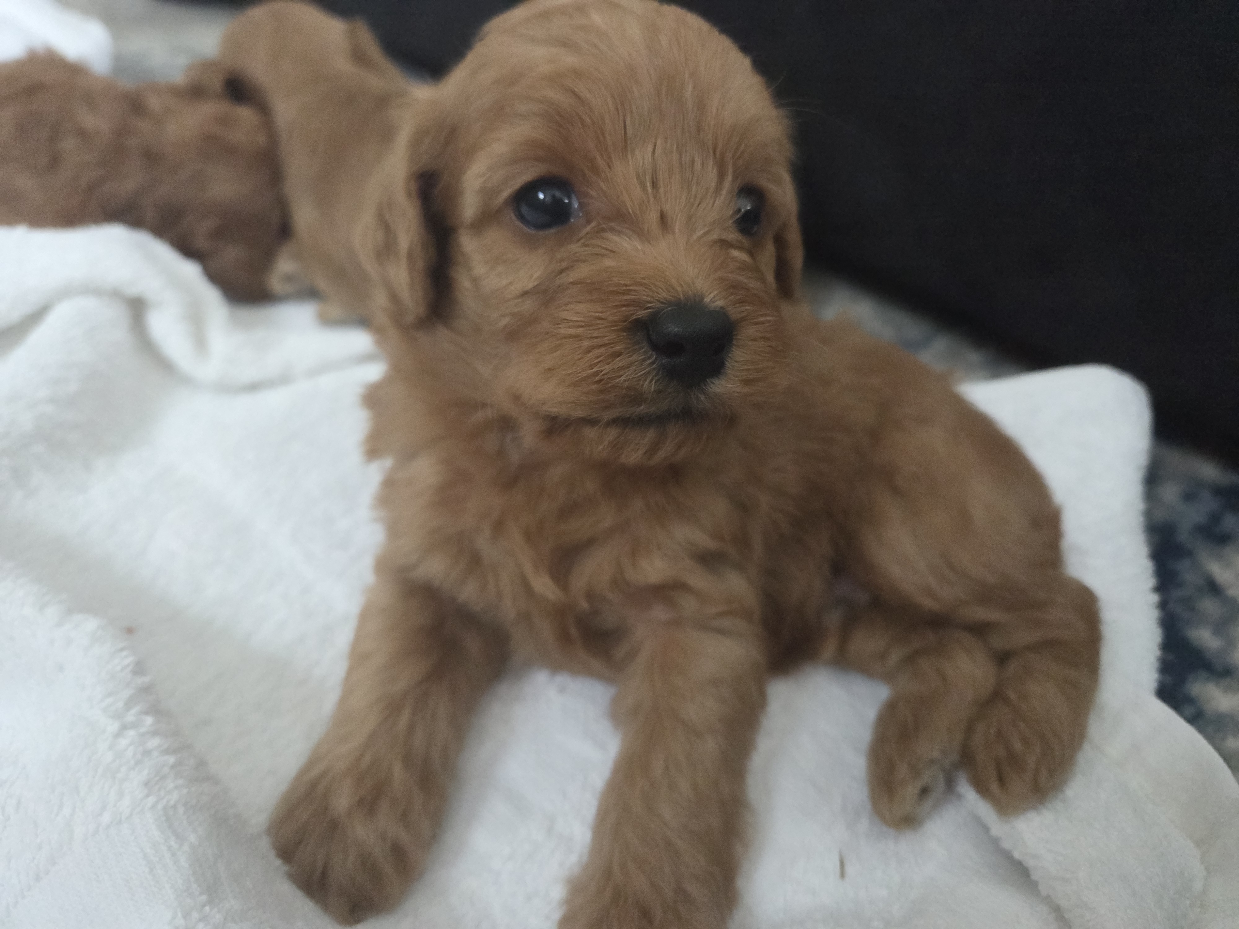 Pup