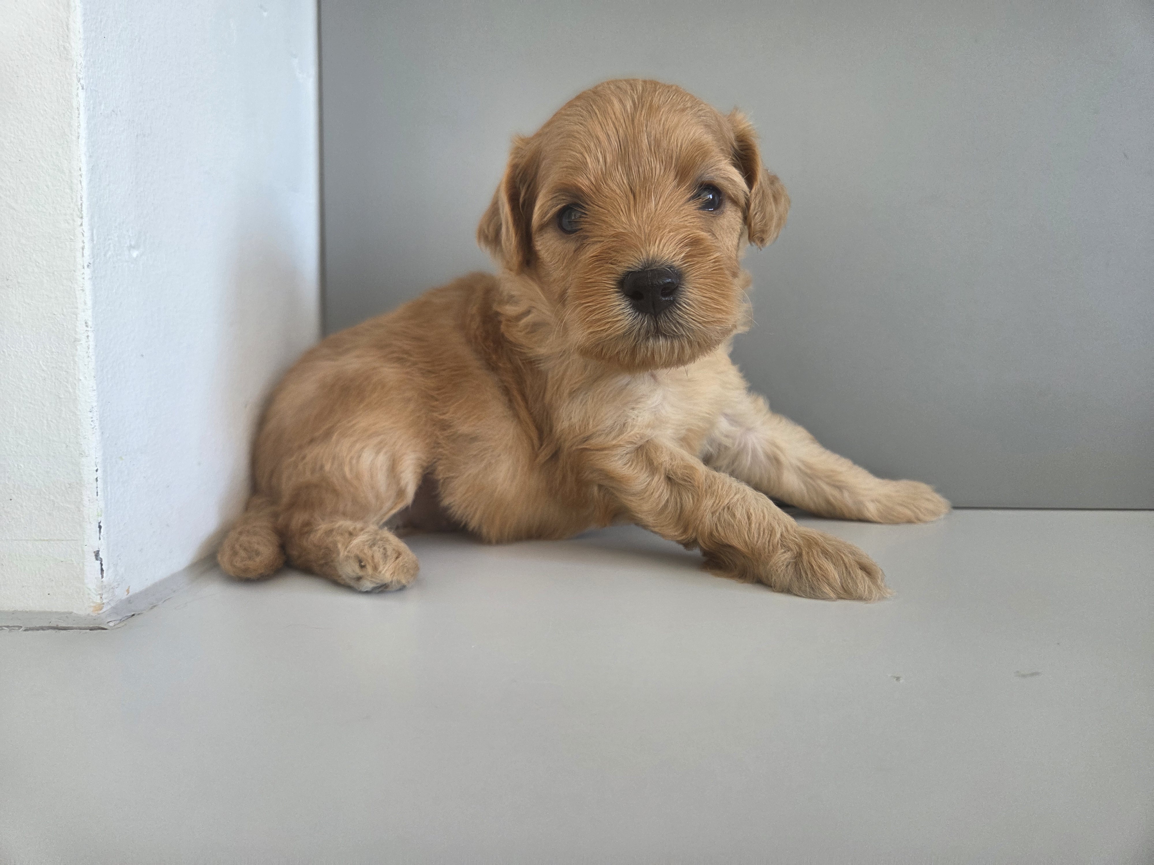 Pup