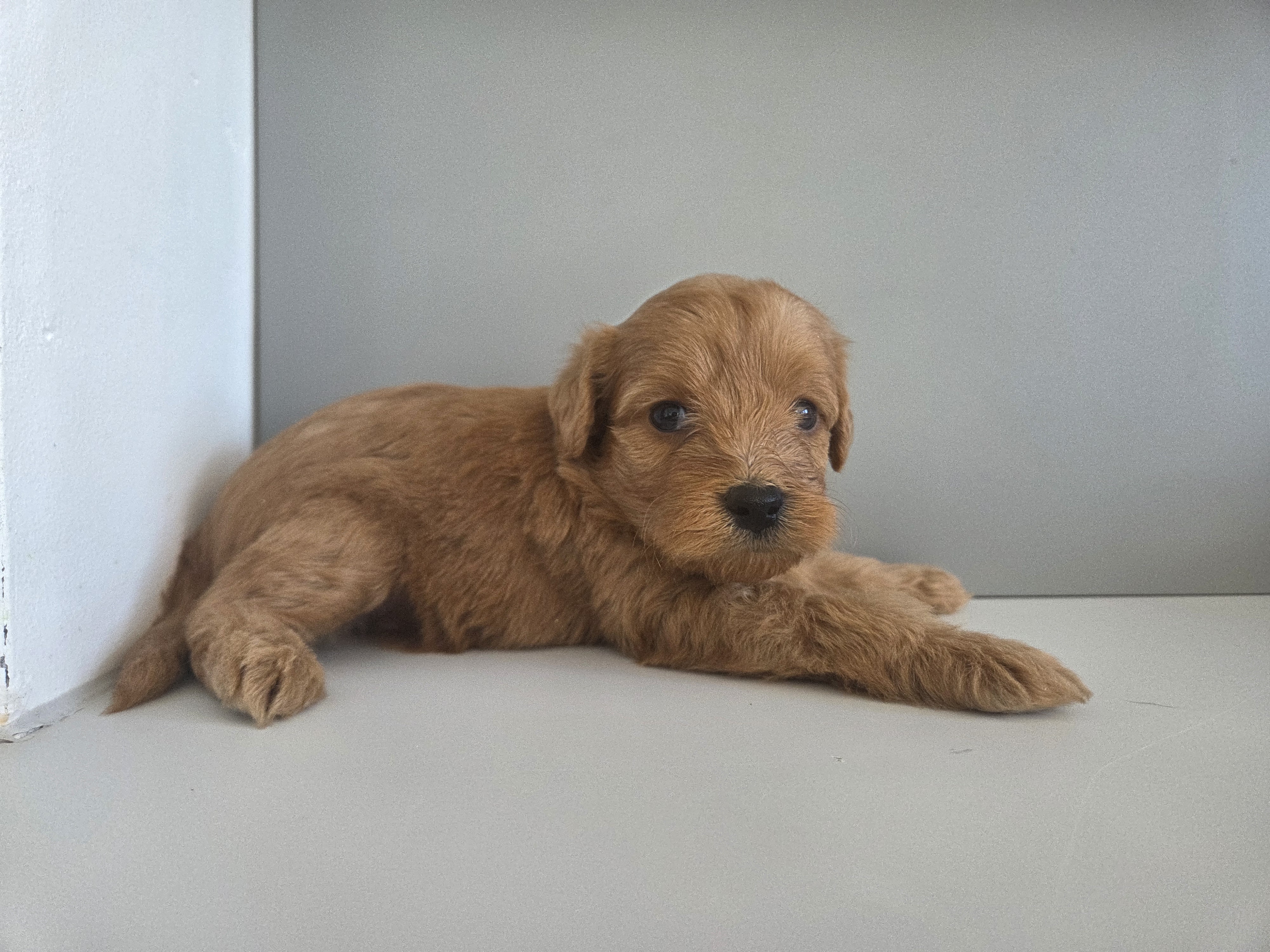 Pup