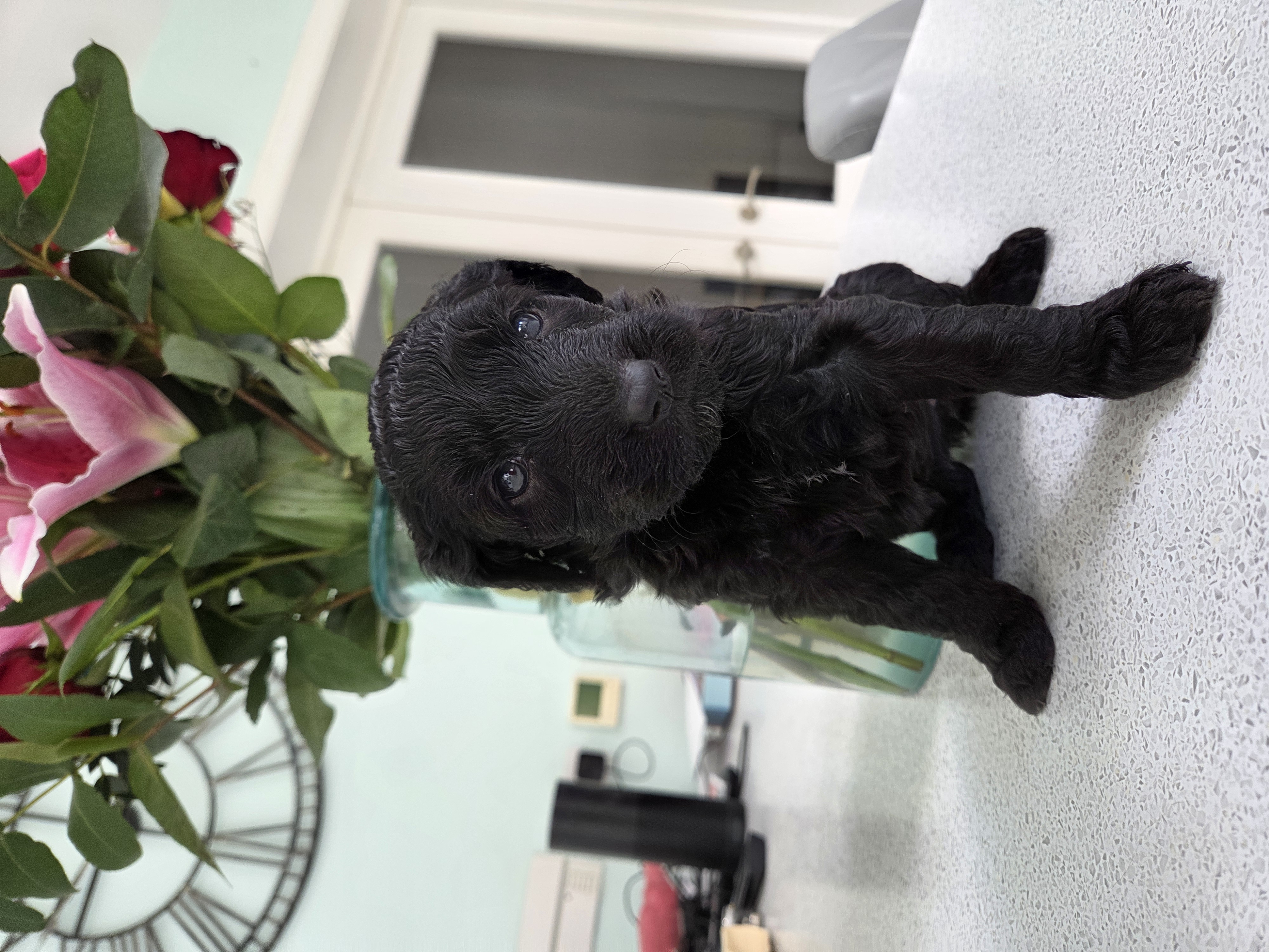 Pup