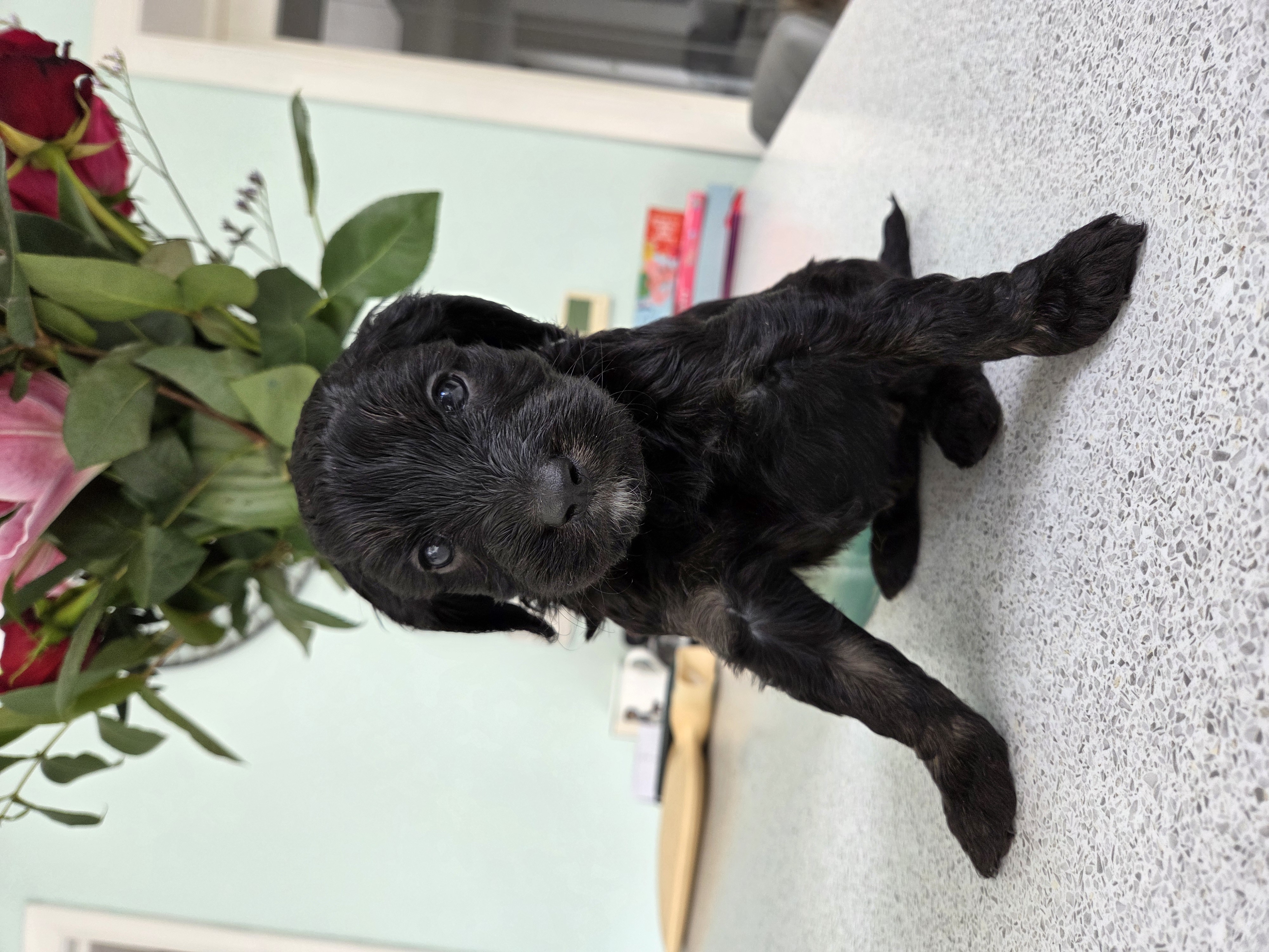 Pup