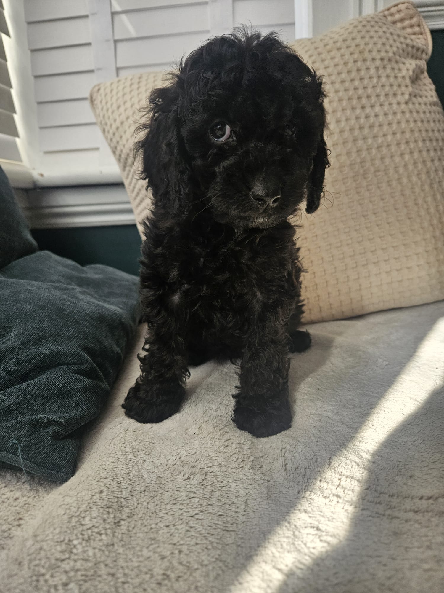 Black female puppy