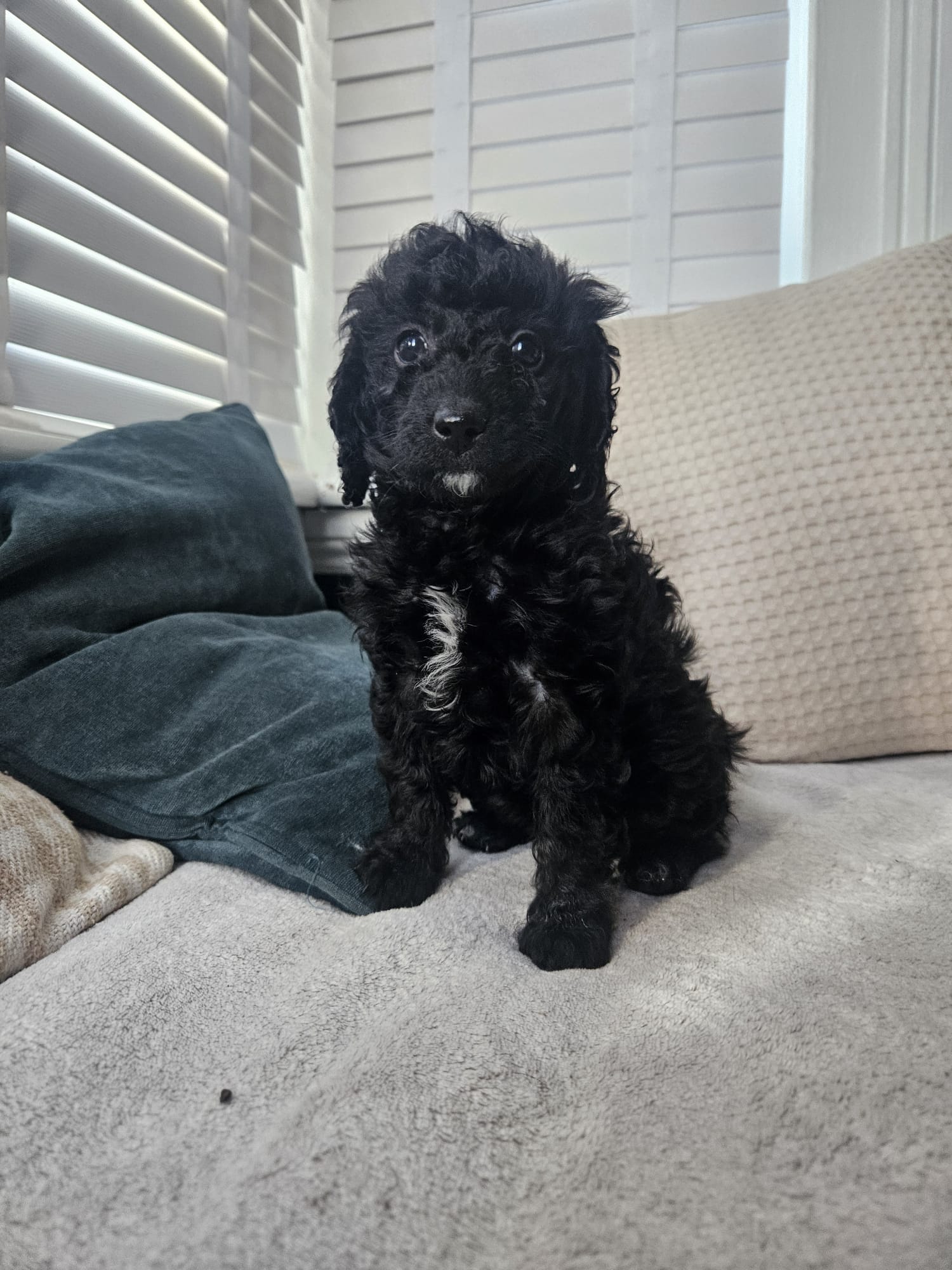 Black male puppy