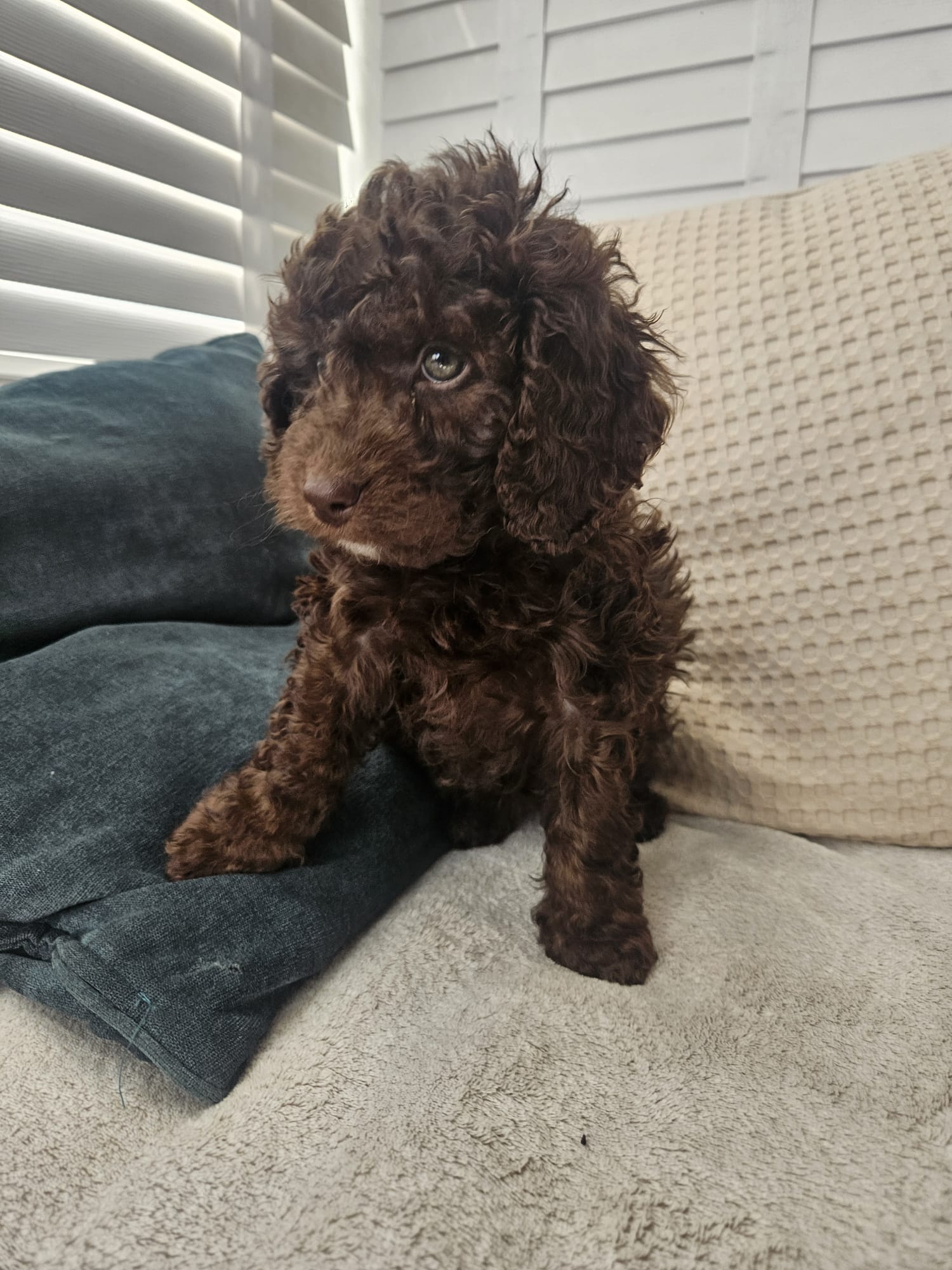 Female brown puppy