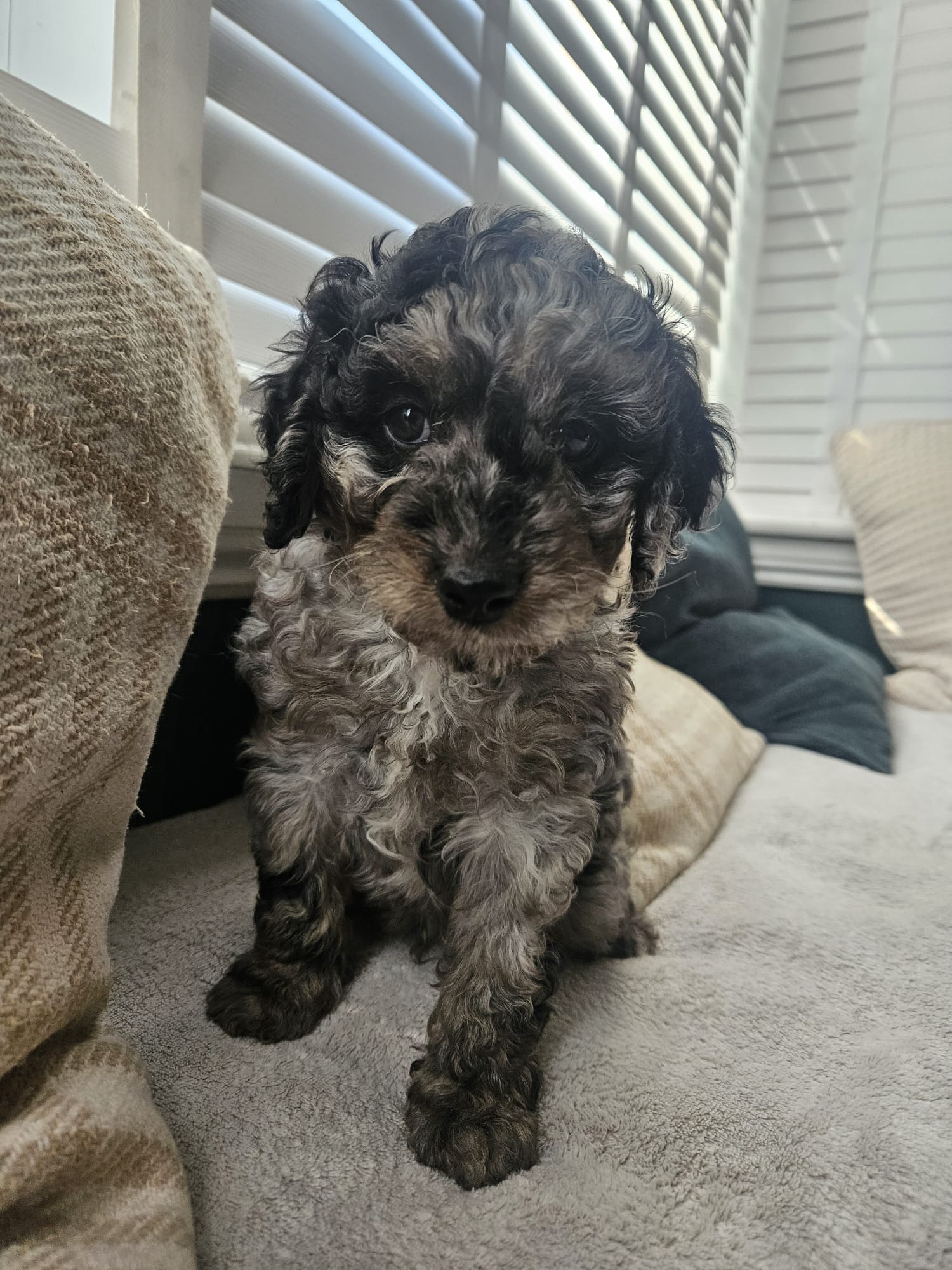 Silver Merle Male