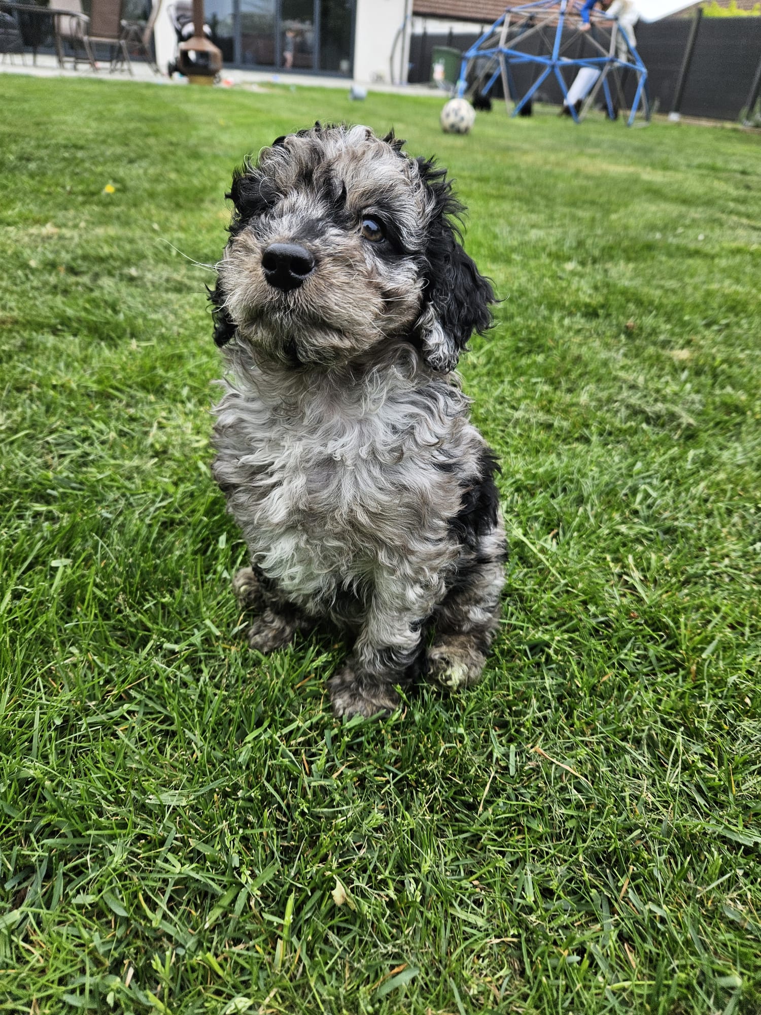 Merle puppy