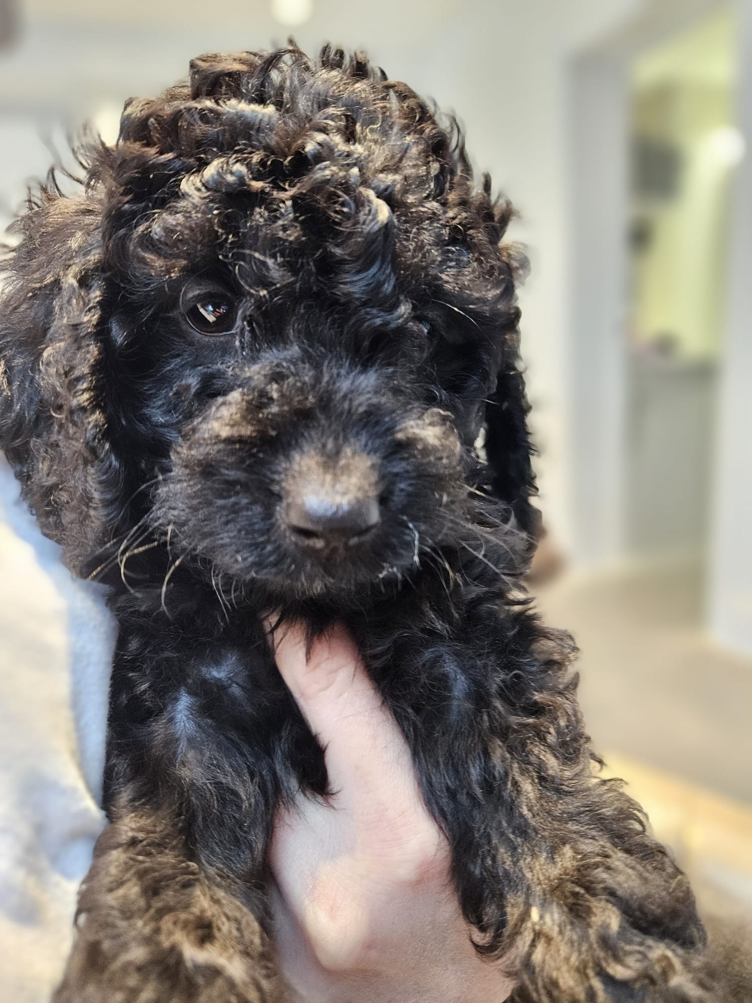 Puppy