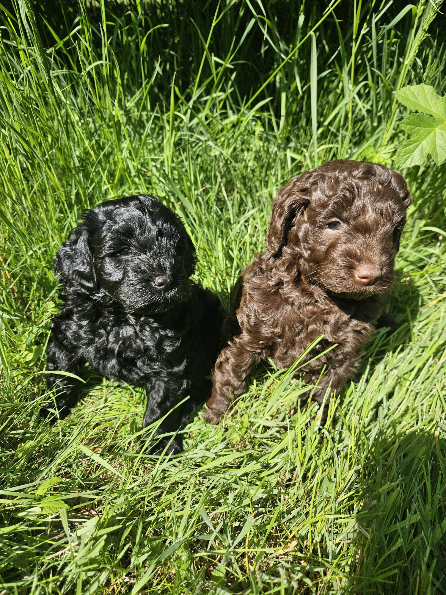 pup