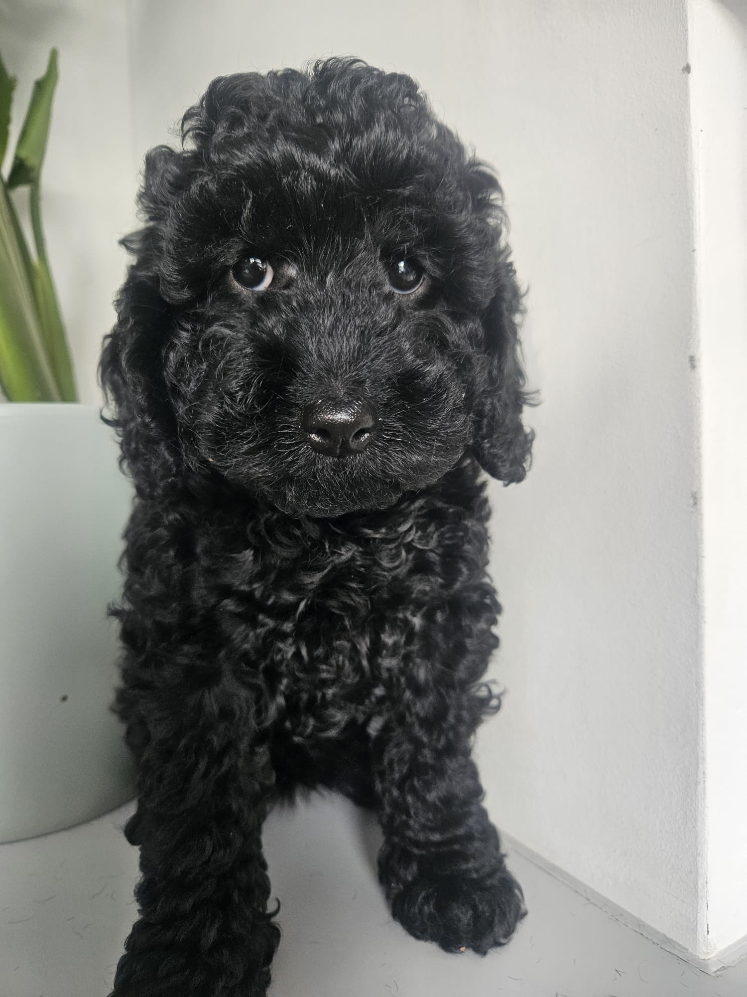 pup