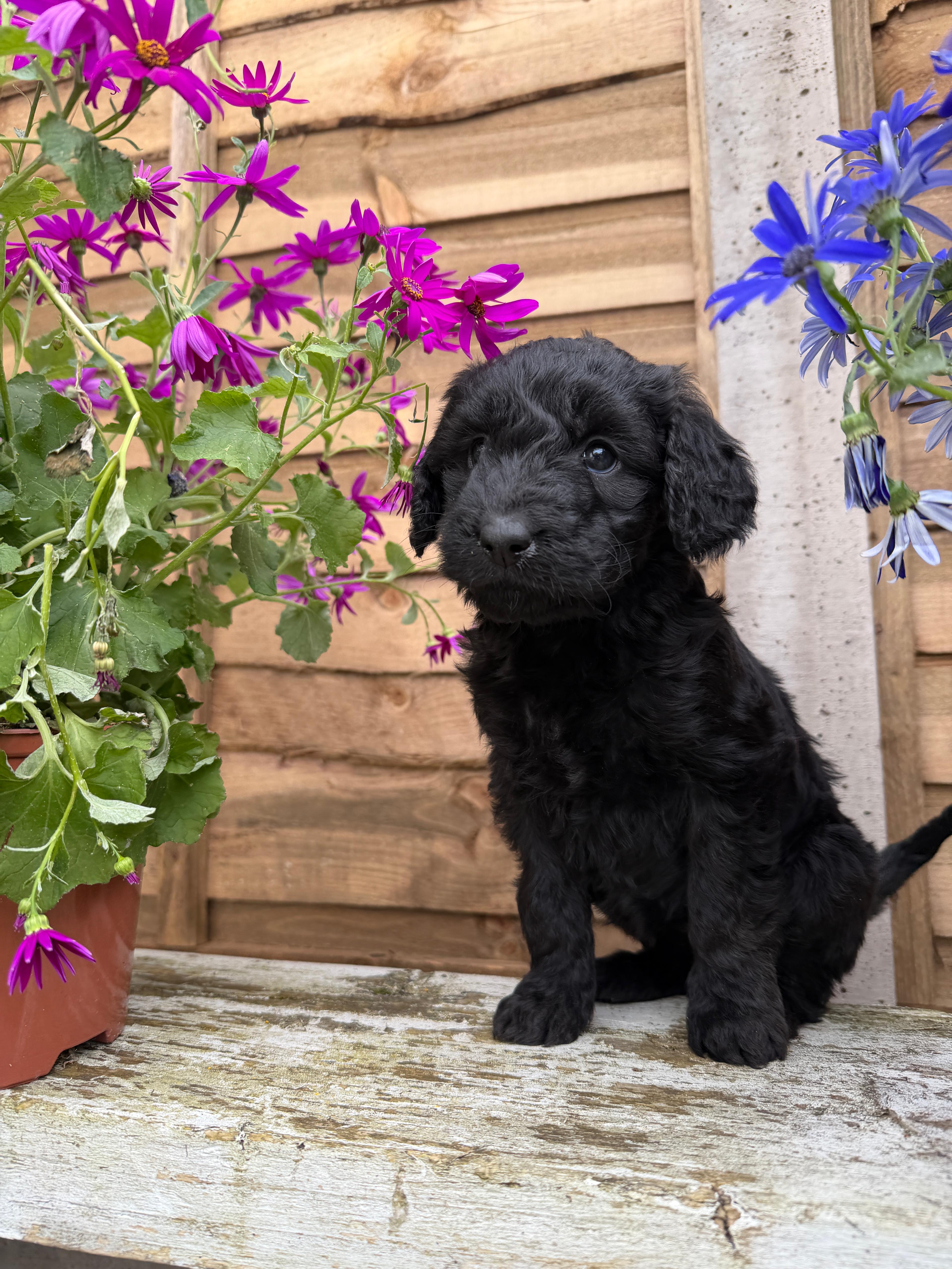 pup