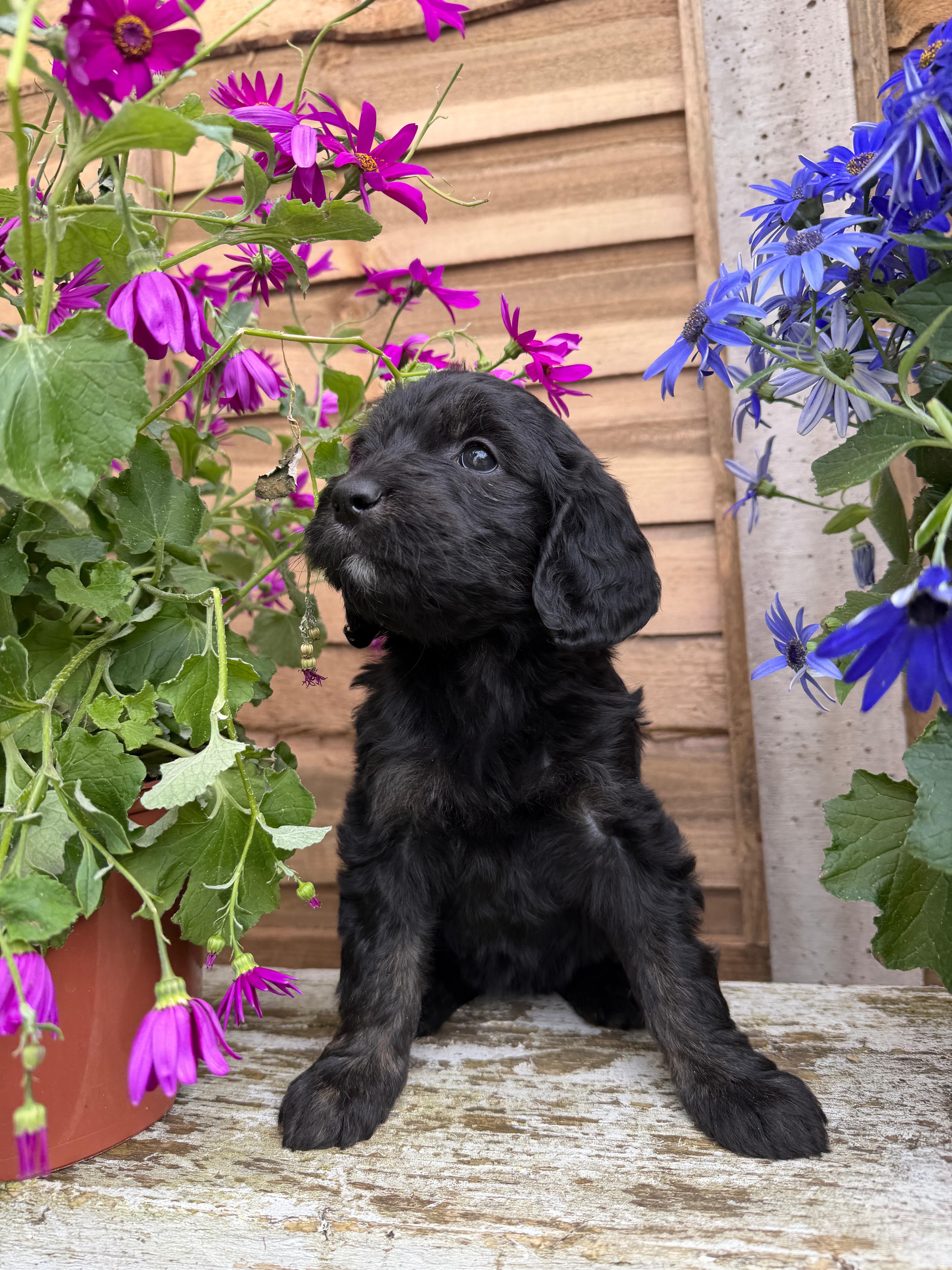 pup
