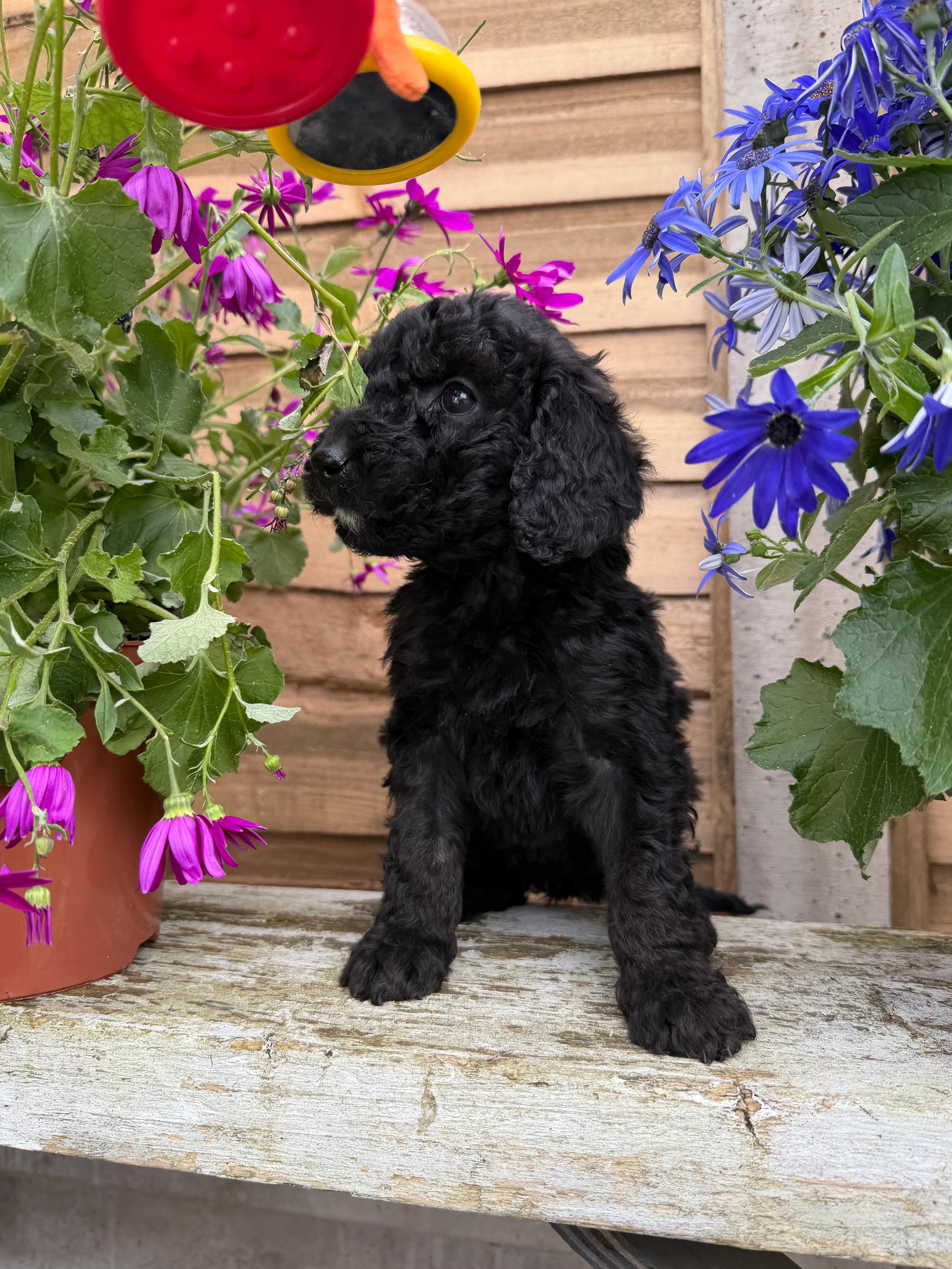 pup