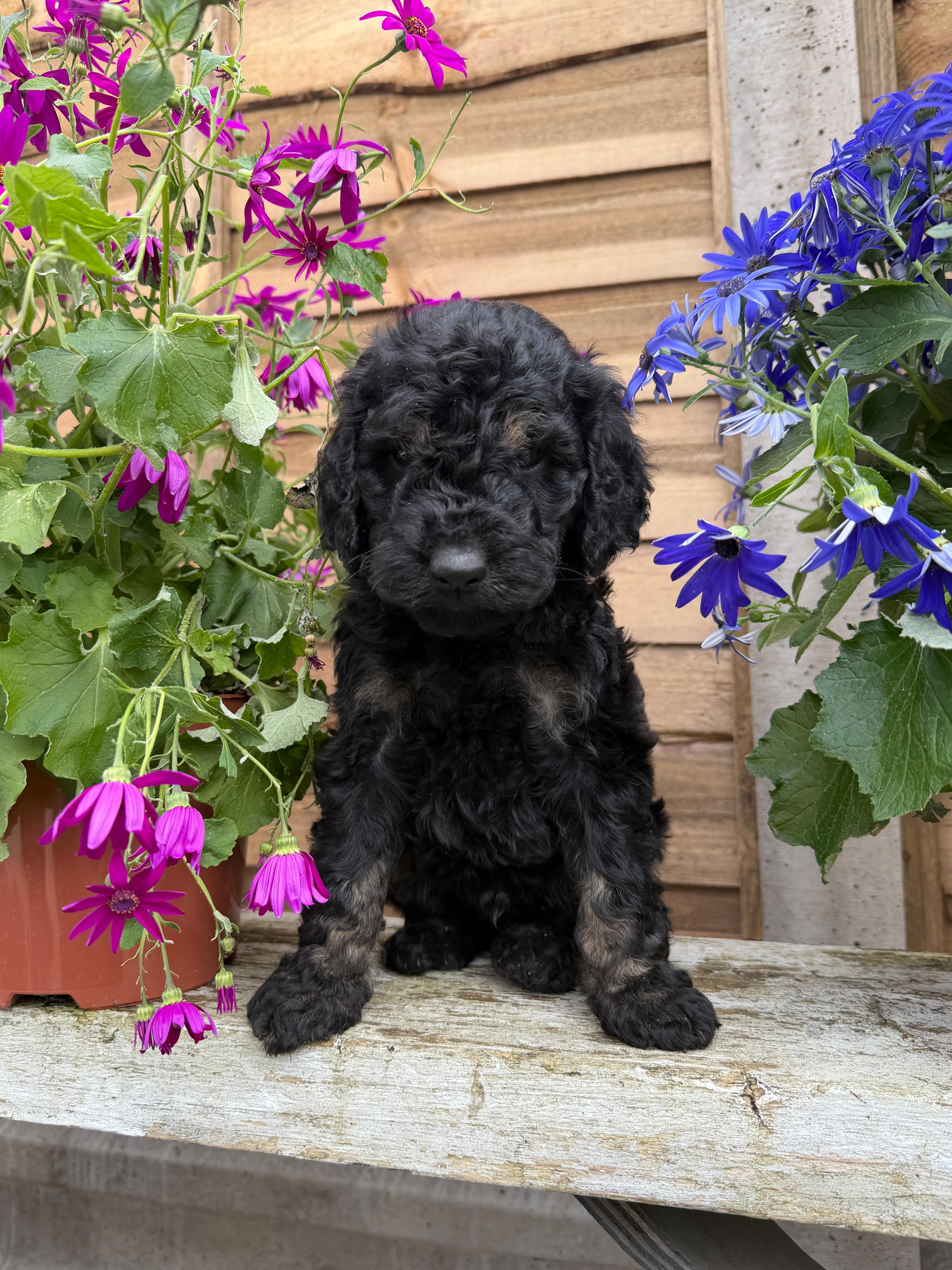 pup