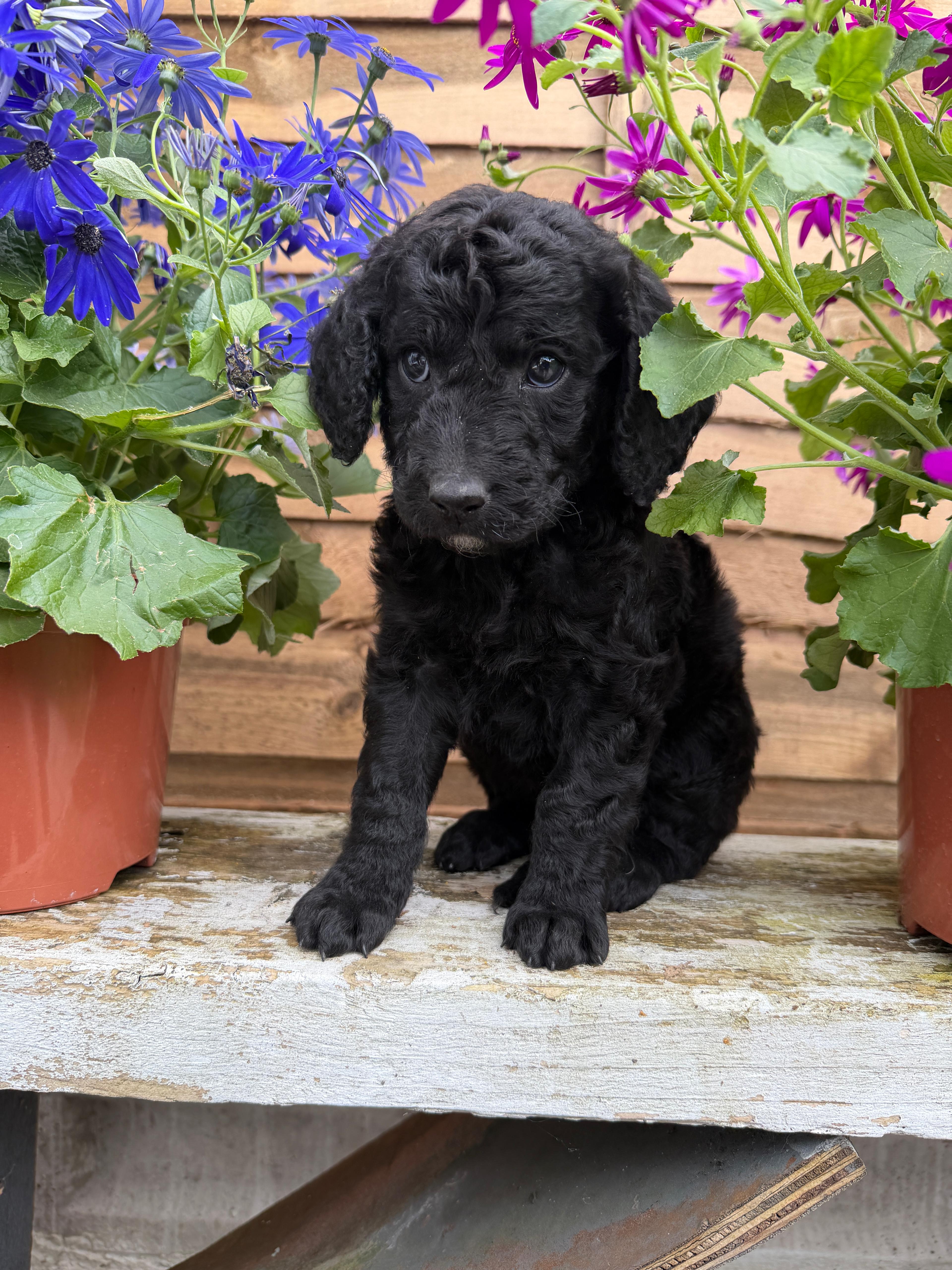 pup